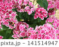 竜宮という紫陽花 竜宮という紫陽花 141514947