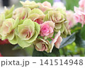 フェアリーアイという秋色アジサイ フェアリーアイという秋色アジサイ 141514948