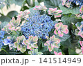 大島緑花という秋色アジサイ 大島緑花という秋色アジサイ 141514949