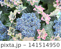 大島緑花という秋色アジサイ 大島緑花という秋色アジサイ 141514950