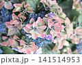 大島緑花という秋色アジサイ 大島緑花という秋色アジサイ 141514953