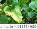 日差しが強くて葉焼けしたカラー 141514980