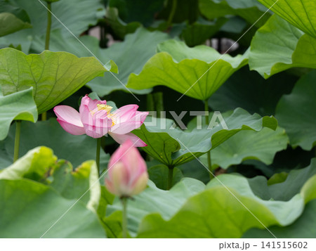 鮮やかな緑の葉に囲まれたピンクの蓮の花 鮮やかな緑の葉に囲まれたピンクの蓮の花 141515602