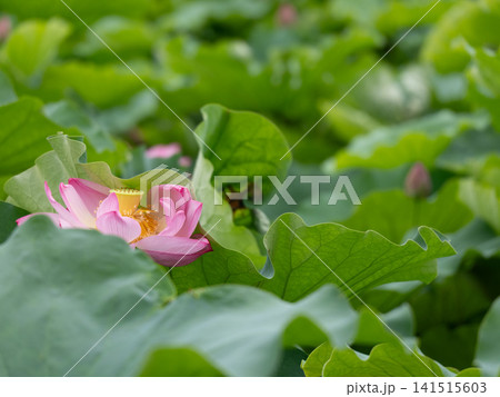鮮やかな緑の葉に囲まれたピンクの蓮の花 鮮やかな緑の葉に囲まれたピンクの蓮の花 141515603