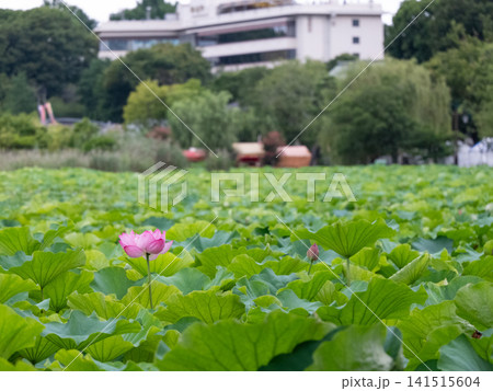 鮮やかな緑の葉に囲まれたピンクの蓮の花 鮮やかな緑の葉に囲まれたピンクの蓮の花 141515604