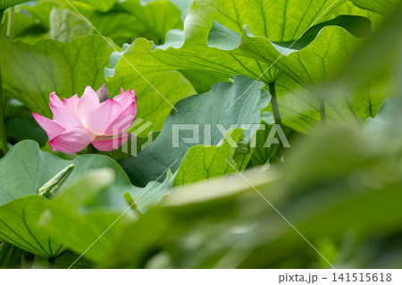 鮮やかな緑の葉に囲まれたピンクの蓮の花 鮮やかな緑の葉に囲まれたピンクの蓮の花 141515618
