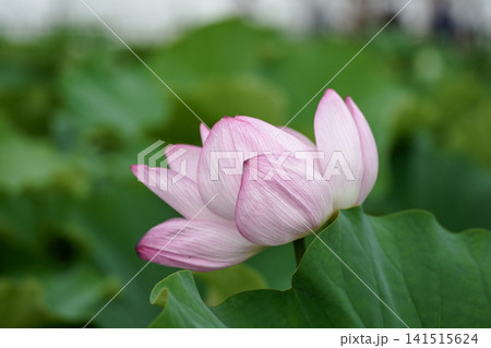 鮮やかな緑の葉に囲まれたピンクの蓮の花 鮮やかな緑の葉に囲まれたピンクの蓮の花 141515624