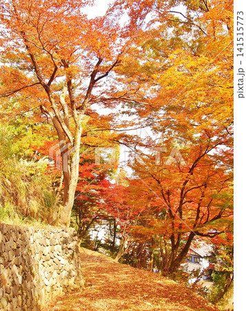 紅葉に包まれる小千谷船岡山公園風景 紅葉に包まれる小千谷船岡山公園風景 141515773