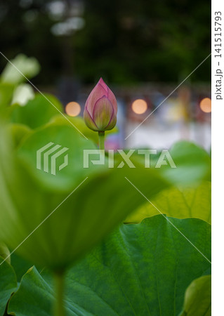 青々とした大きな緑色の蓮の葉とボケた背景に映るピンクの蓮の花の蕾 青々とした大きな緑色の蓮の葉とボケた背景に映るピンクの蓮の花の蕾 141515793