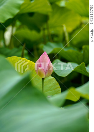 青々とした大きな緑色の蓮の葉とピンク色の蓮の花の蕾 141515799