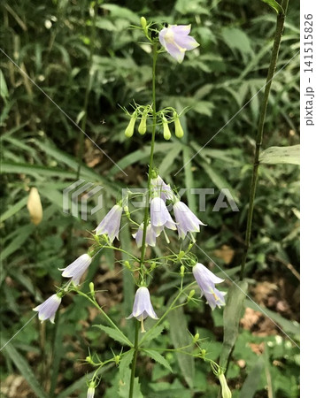 ツリガネニンジンの花 ツリガネニンジンの花 141515826