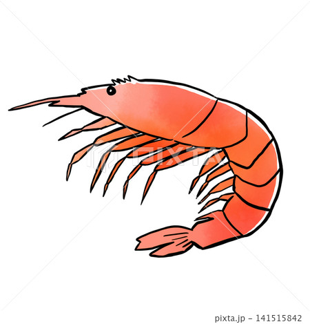 シンプルなエビの水彩風イラスト素材 シンプルなエビの水彩風イラスト素材 141515842