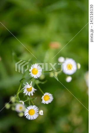 野に咲く白い小さなヒメジョオンの花 野に咲く白い小さなヒメジョオンの花 141516130