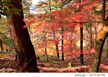 紅葉が美しいもみじ山の風景 紅葉が美しいもみじ山の風景 141516786