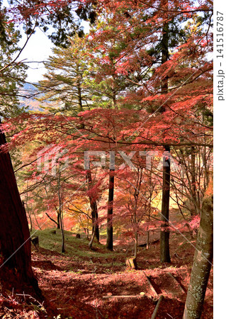 紅葉が美しいもみじ山の風景 紅葉が美しいもみじ山の風景 141516787