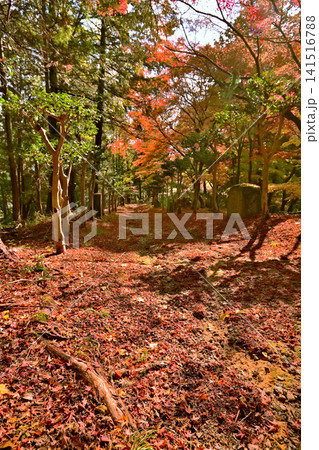 紅葉が美しいもみじ山の風景 紅葉が美しいもみじ山の風景 141516788