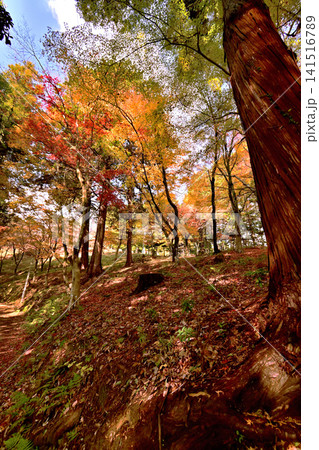 紅葉が美しいもみじ山の風景 紅葉が美しいもみじ山の風景 141516789