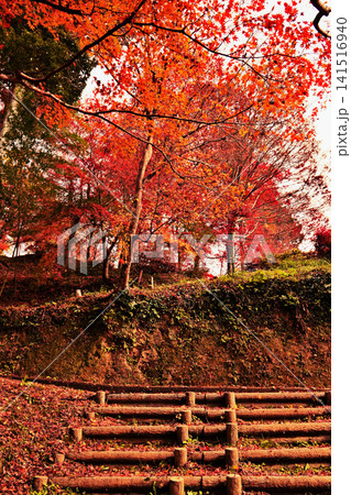 紅葉が美しいもみじ山の風景 141516940