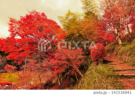 紅葉が美しいもみじ山の風景 141516941