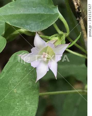ツルリンドウの花 141517327