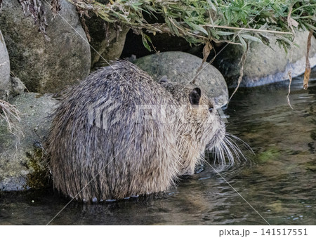 小牧市西部の農業地域に正続するヌートリア 小牧市西部の農業地域に正続するヌートリア 141517551