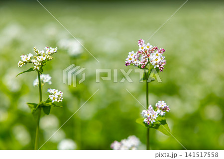 まっ白なそばの花の絨毯が広がるたかつえそば畑 141517558