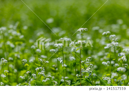 まっ白なそばの花の絨毯が広がるたかつえそば畑 まっ白なそばの花の絨毯が広がるたかつえそば畑 141517559