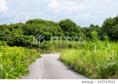 緑に囲まれた静かな田舎道と夏の自然風景 141517632