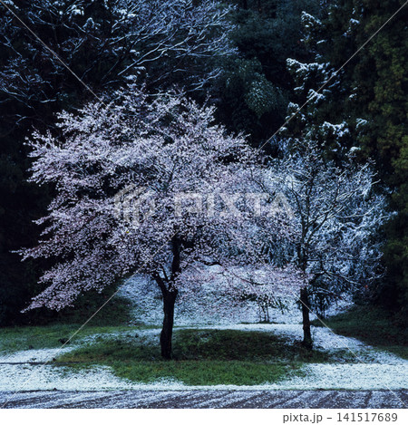 春の雪に乱舞する桜 春の雪に乱舞する桜 141517689