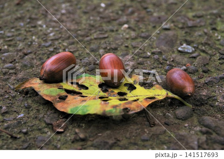 虫食い跡の菜っ葉と三個のどんぐりの実 虫食い跡の菜っ葉と三個のどんぐりの実 141517693