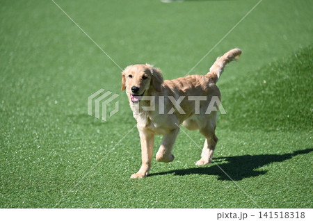 ゴールデンレトリバー子犬 ゴールデンレトリバー子犬 141518318