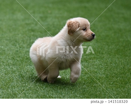 ゴールデンレトリバー子犬 141518320