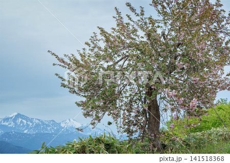 残雪の山脈と咲き誇る一本桜 残雪の山脈と咲き誇る一本桜 141518368