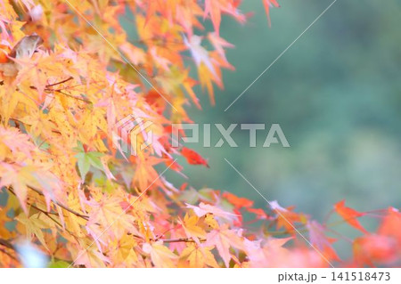 紅葉したモミジ 紅葉したモミジ 141518473