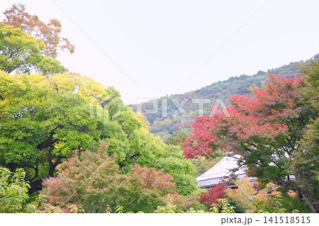 色づき始めた木々と紅葉 141518515