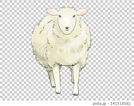 A realistic watercolor-style illustration of a sheep facing forward. A realistic watercolor-style illustration of a sheep facing forward. 141518582