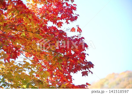真っ赤に染まった紅葉 141518597