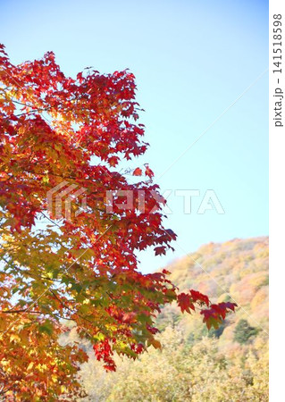 青空と紅葉 141518598