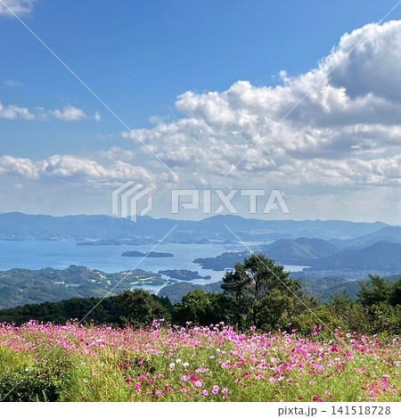 長崎市のコスモス畑と青空、海を望む秋の風景 長崎市のコスモス畑と青空、海を望む秋の風景 141518728