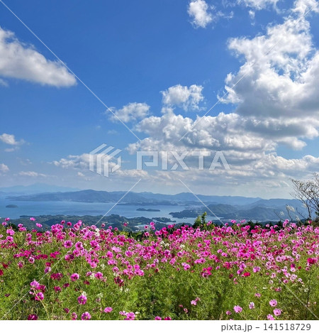 満開のコスモスと海を望む長崎市の秋風景 満開のコスモスと海を望む長崎市の秋風景 141518729