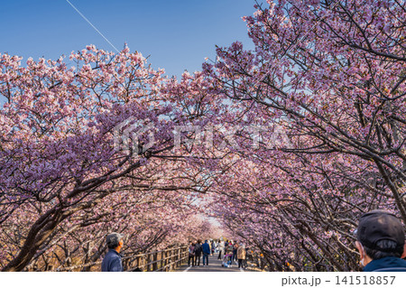 御前崎市の浜岡砂丘の河津桜の風景(静岡県) 御前崎市の浜岡砂丘の河津桜の風景(静岡県) 141518857