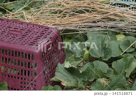 黄うり畑の害獣対策 黄うり畑の害獣対策 141518871