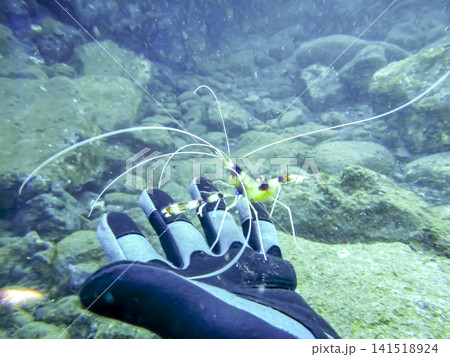 ダイバーの手に乗るオトヒメエビ 伊豆大島の水中風景 ダイバーの手に乗るオトヒメエビ 伊豆大島の水中風景 141518924