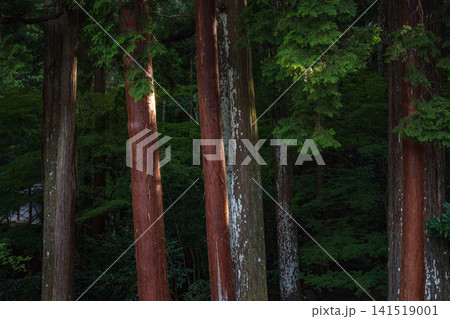 福井 明通寺 境内の木立 福井 明通寺 境内の木立 141519001