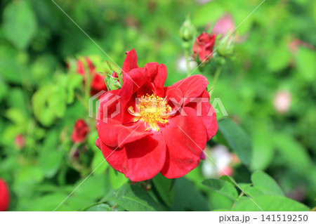 美しい春薔薇の饗宴 141519250