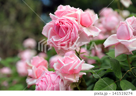 美しい春薔薇の饗宴 美しい春薔薇の饗宴 141519274