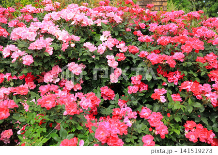 美しい春薔薇の饗宴 美しい春薔薇の饗宴 141519278