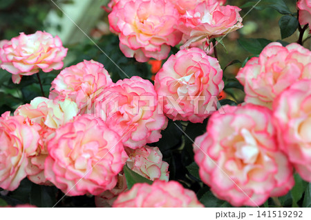 美しい春薔薇の饗宴 美しい春薔薇の饗宴 141519292