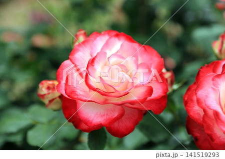 美しい春薔薇の饗宴 美しい春薔薇の饗宴 141519293