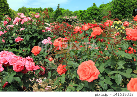 美しい春薔薇の饗宴 美しい春薔薇の饗宴 141519318